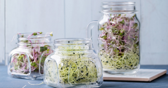 Brassica vegetables and broccoli sprouts and their benefit for cancer management